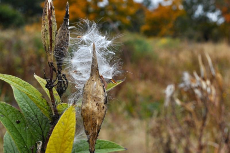 milkweed pod with silky filaments