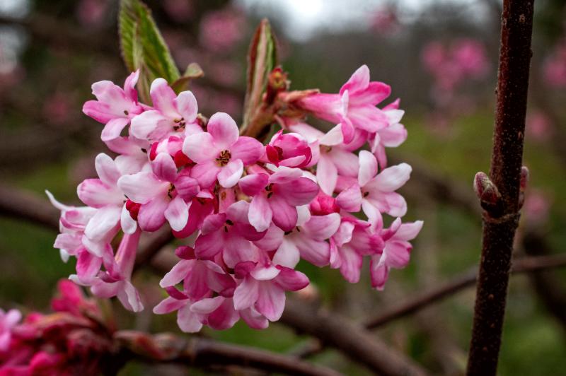 pink clusters of dawn arrowwood flowers