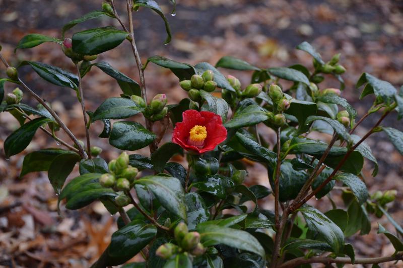 Camellia