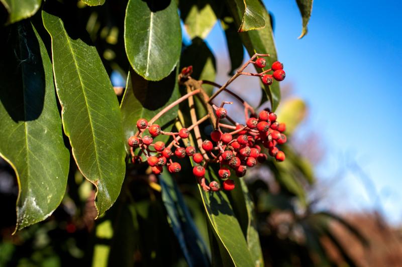 The red berries of the red tip photinia tree