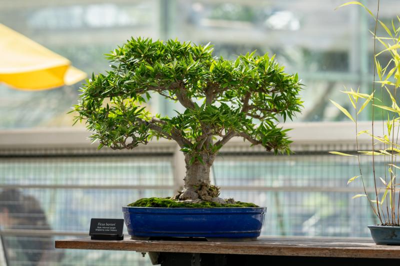 A bonsai tree sits in a blue pot on a wooden table.