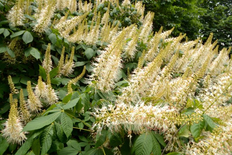 white flower spikes on a bottlebrush buckeye bush