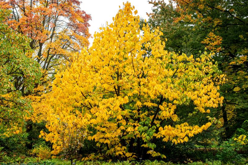 A Pawpaw tree with bright yellow leaves