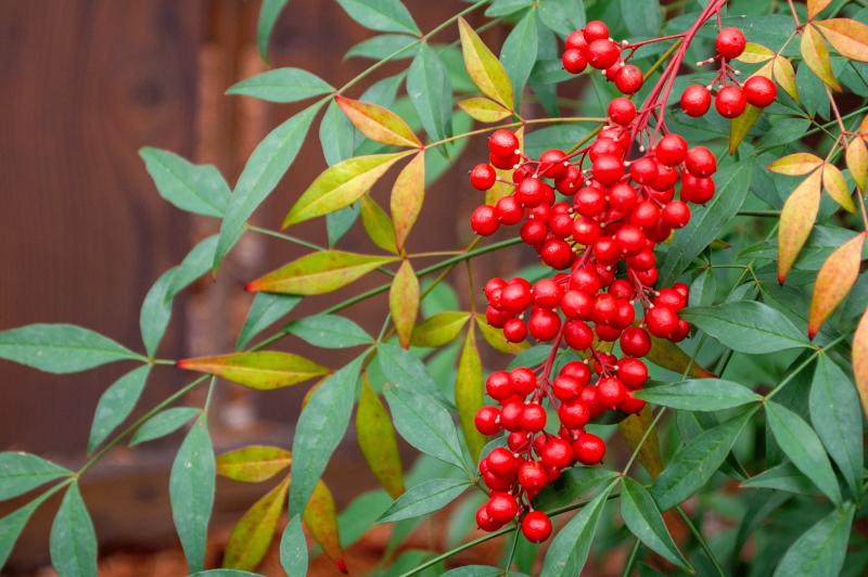 red berries growing on a heavenly-bamboo plant