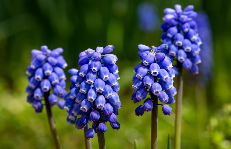 Four plants featuring many bell-shape blue-purple folowers.