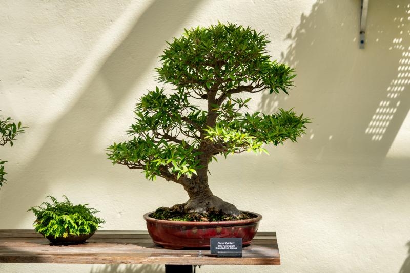 A bonsai tree sits in a red pot on a wooden table.