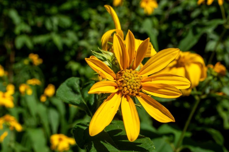 A flower with bright yellow petals blooms alongside dark green leaves.