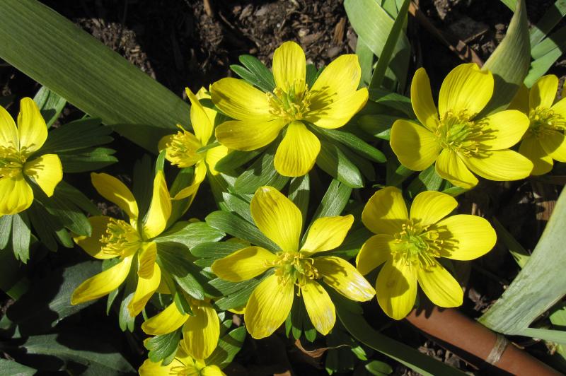 Winter Aconite