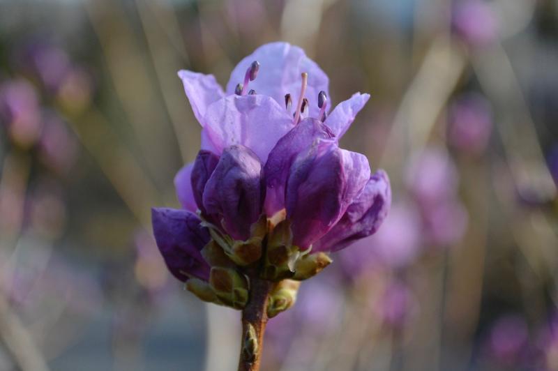 purple buds and flowers