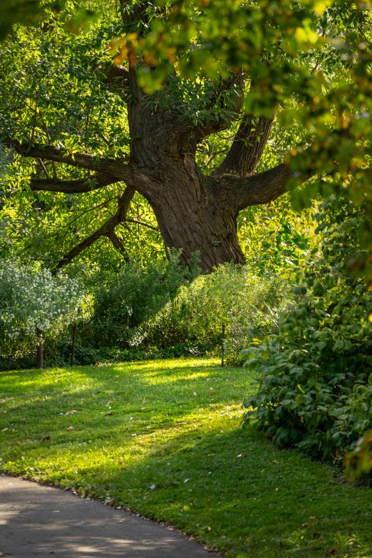A thick tree trunk and branches emerge behind a lawn and green bushes.