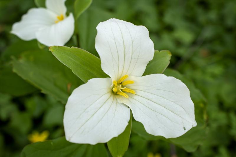 a white trillium flower