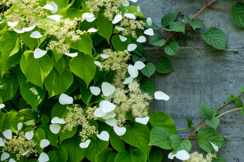 white flowered hydrangea vine climbing up a wall