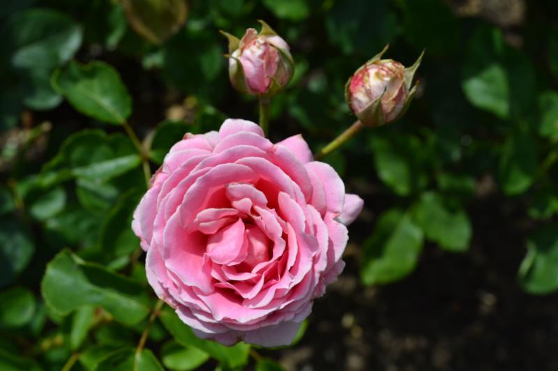 Hybrid Tea Rose