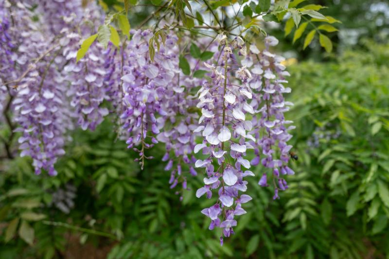 Purple flowers bloom with a leafy background.