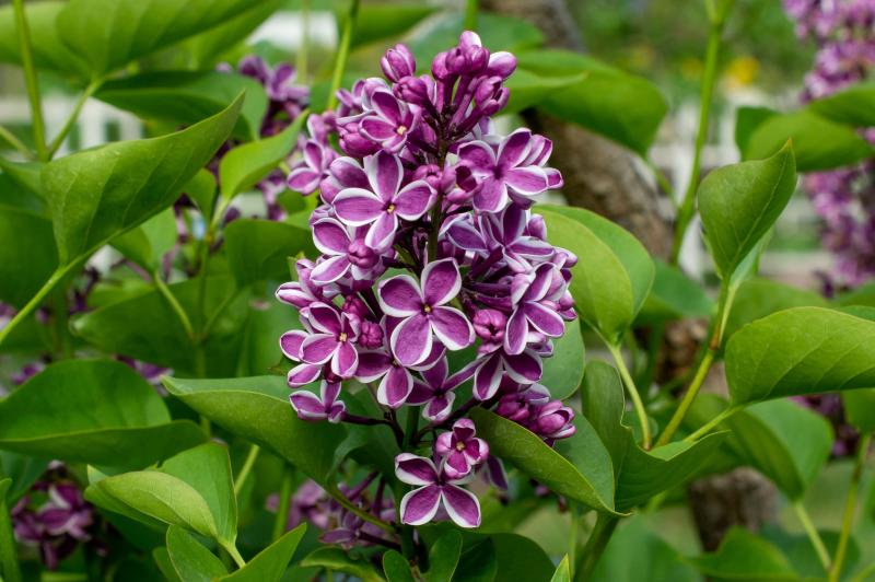 A cone-shaped cluster of dark purple flowers with white edges blooms among dark green leaves.