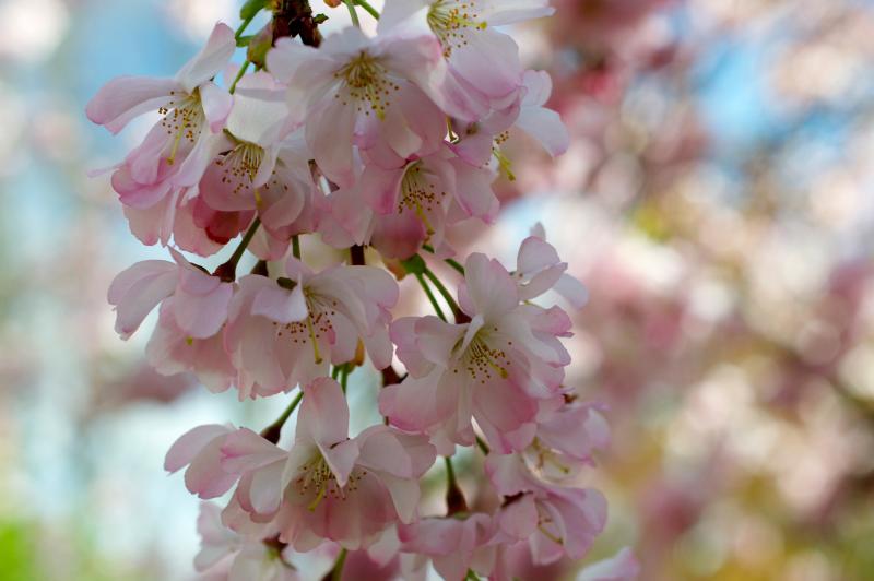 <em>Prunus</em> ‘Accolade’ in BBG's Cherry Cultivars Area.
