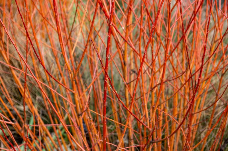 Twiggy shrub with bright red bark