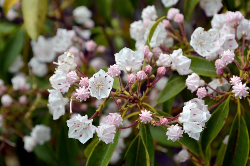 Mountain Laurel