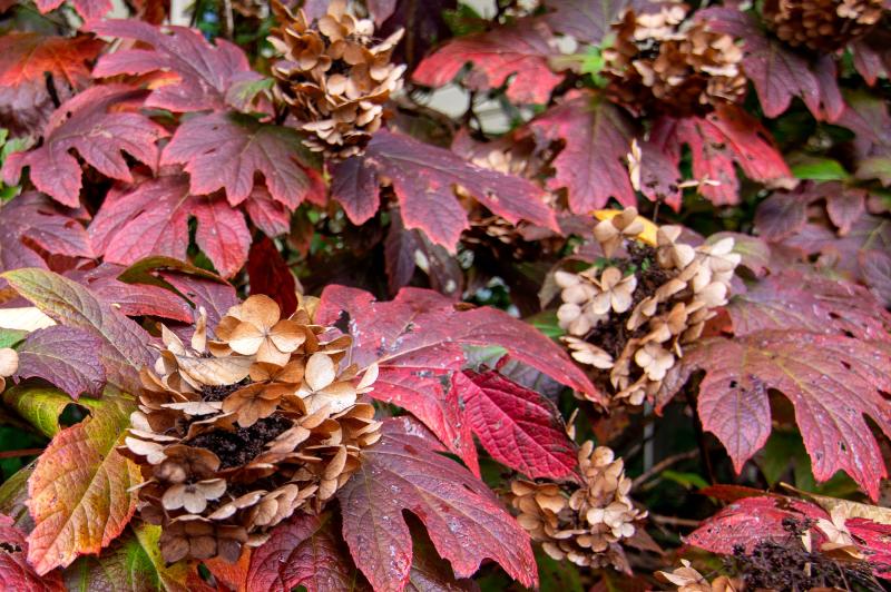 Oakleaf Hydrangea plant with small, light-brown flowers consisting of four petals, and broad oak-shaped leaves in bright crimson