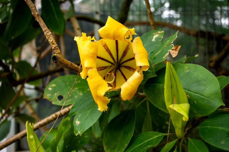 A large white trumpet-shaped flower on a vine