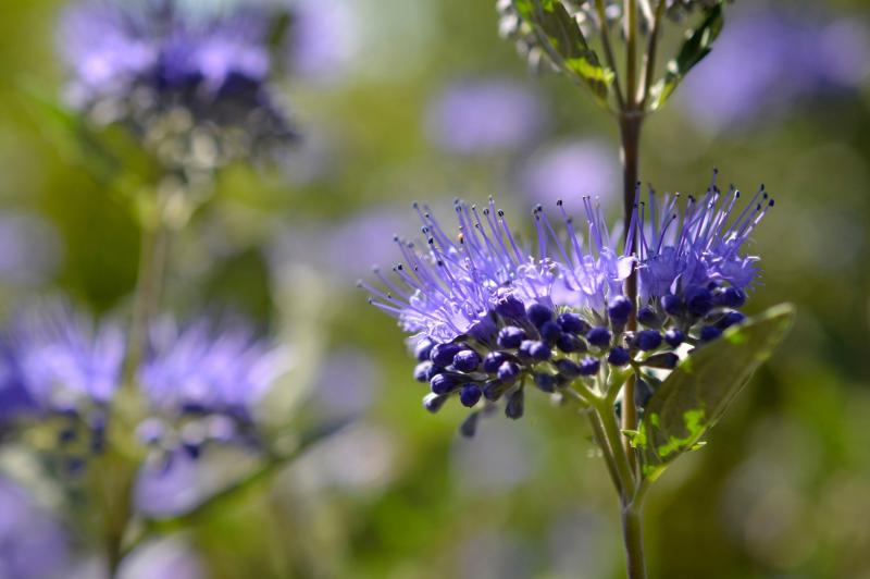 blue-flowered bluebeard