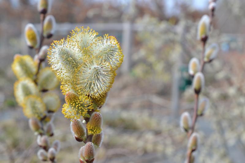 pussy willow