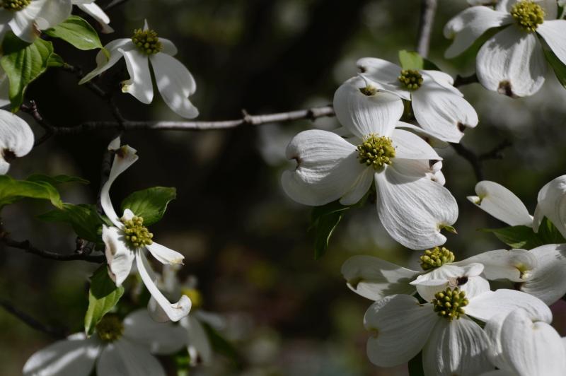 dogwood flower surrounded by white bracts