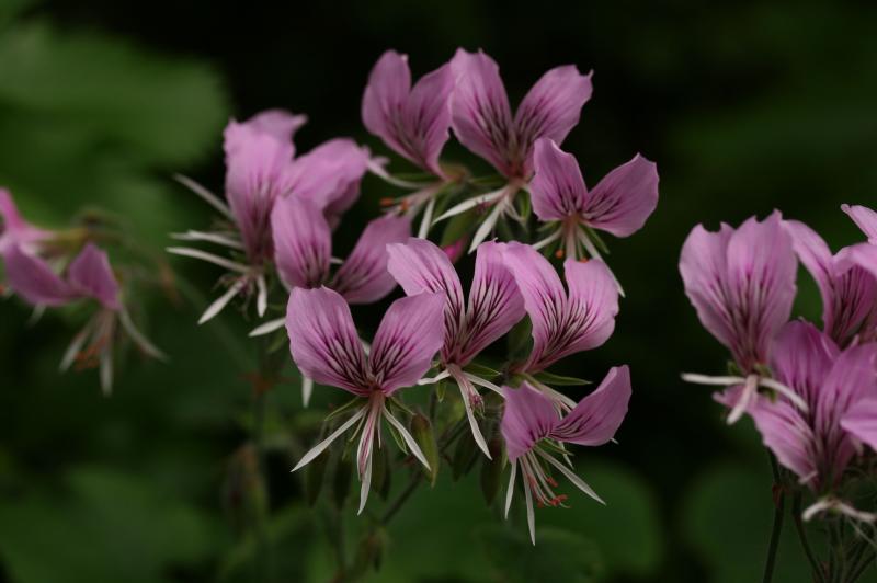 Heartleaf Geranium