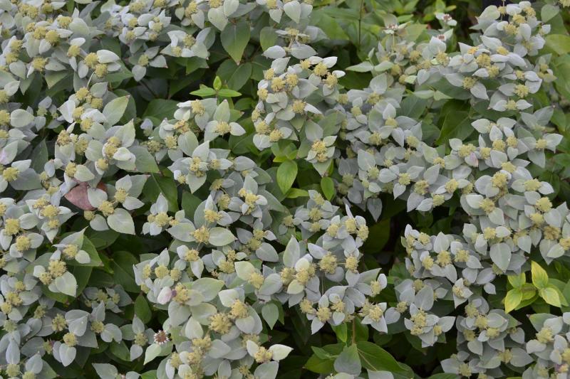 Mountain mint leaves