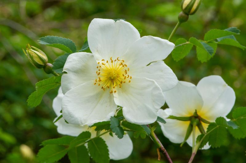 a white rose