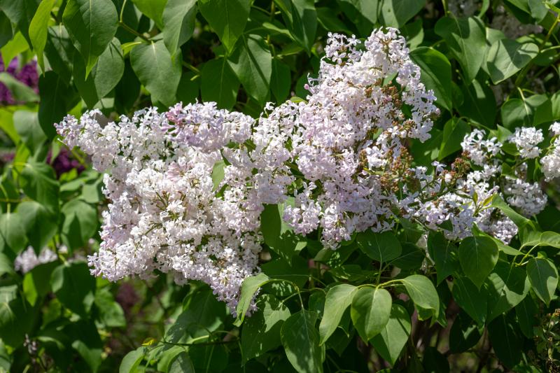 A white lilac blooms surrounded by its green leaves.
