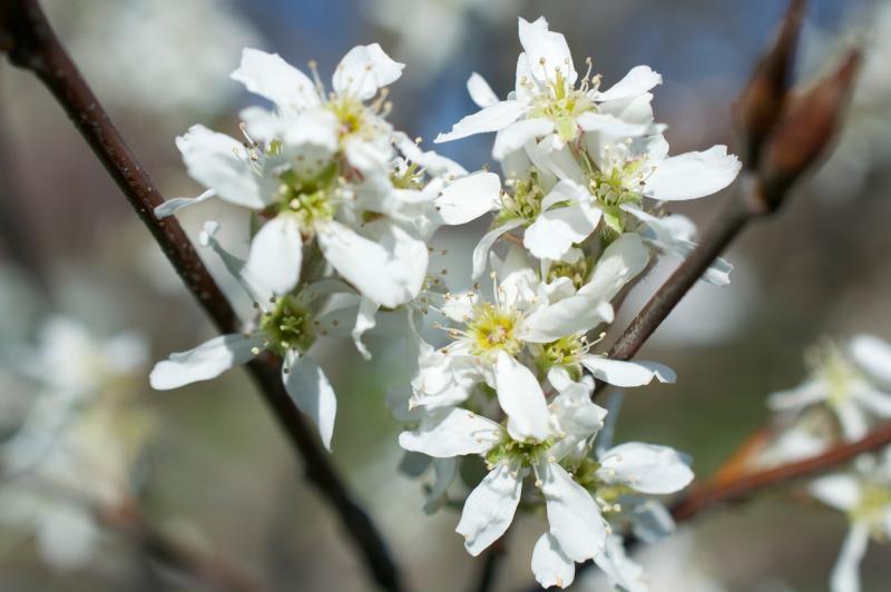 <em>Amelanchier arborea</em> (downy serviceberry) in BBG's Plant Family Collection. 
