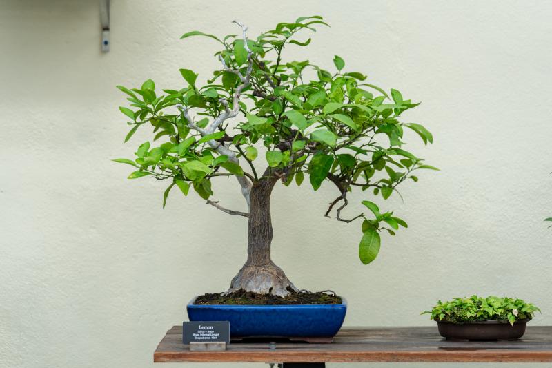 A bonsai tree sits in a blue pot on a wooden table.