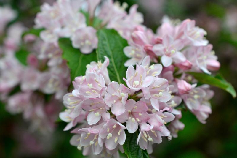 weigela blossoms