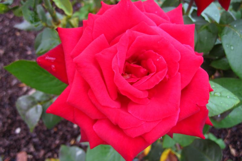 Extreme closeup of a brilliantly red rose.