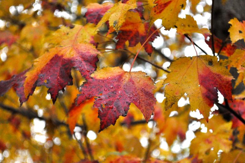red maple leaves in fall color