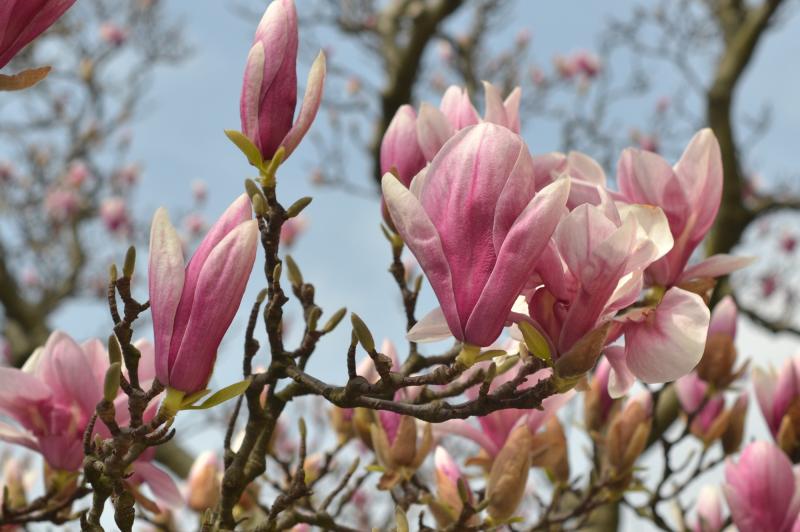 pink- and white-petaled magnolia blossoms