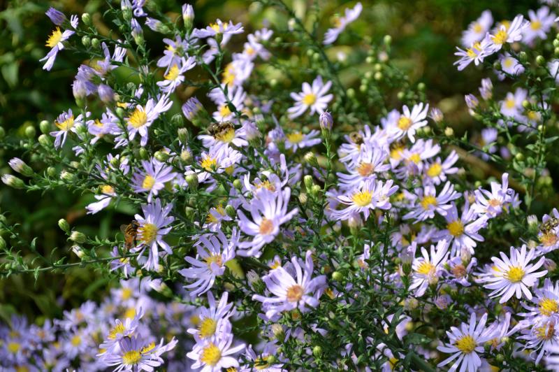 Blue Wood Aster