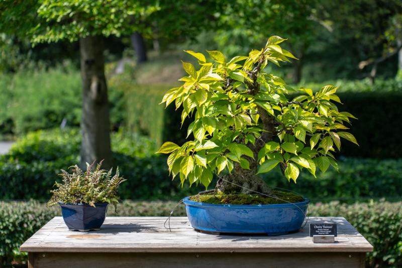 A bonsai tree in a blue pot is displayed outdoors on a wooden table.