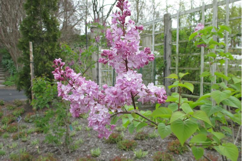 lilac in bloom on a shrub