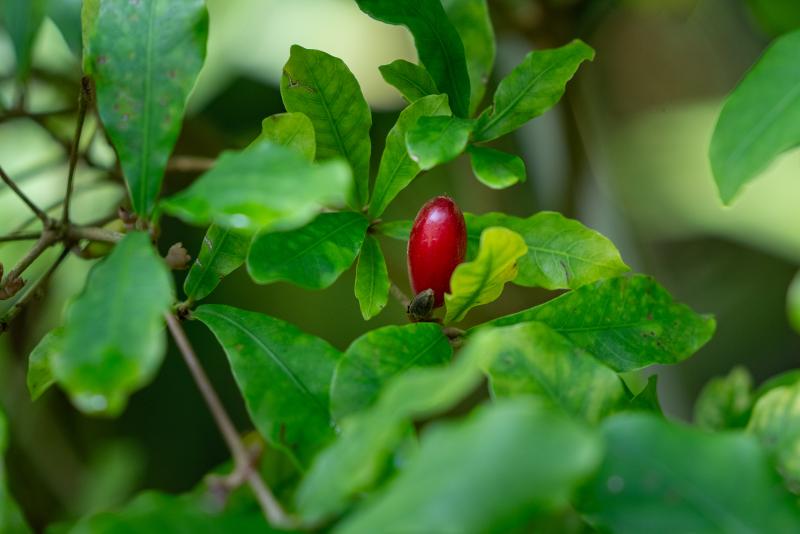 A small, grape-shaped red berry grows on a leafy shrub.
