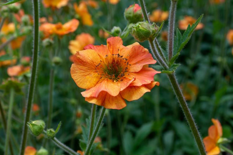 An orange flower with wavy petals and a green center blooms on a green fuzzy stem.
