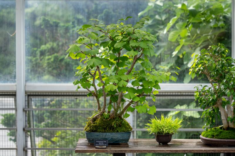 A bonsai tree sits in a blue pot on a wooden table.