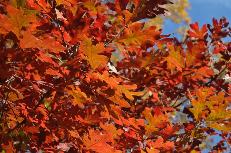 red post oak leaves in fall