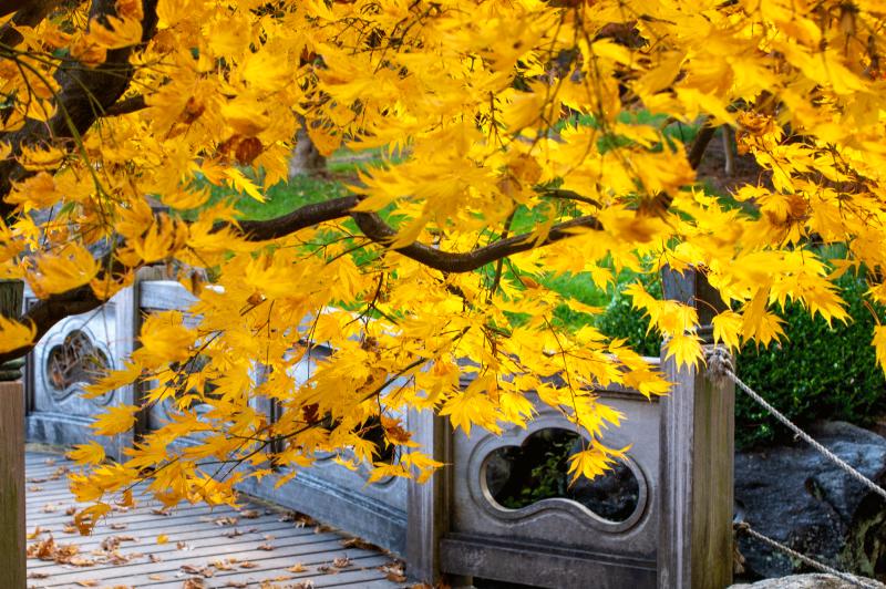 yellow maple leaves with green and red highlights