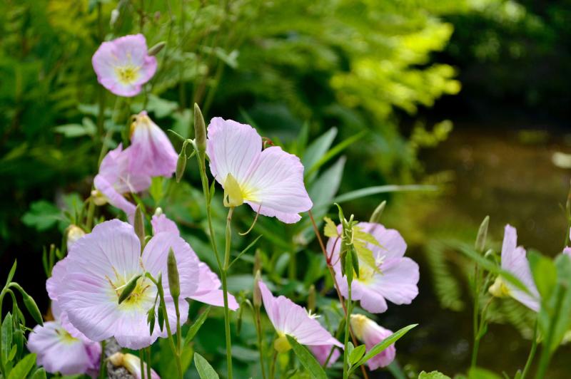A cluster of light pink, gently nodding cup-shaped flowers bloom on the tips of thin green stems.