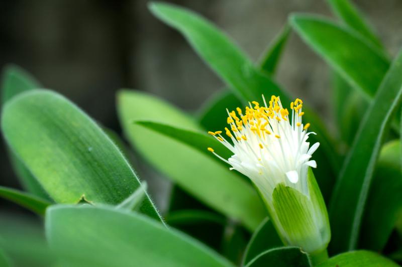 A close-up of a plant, there are many bright green leaves which are long and slender. One flower juts up from them, it is a cup-shaped flower with many long white petals. In the center there are many white filaments topped with yellow fuzzy anthers.