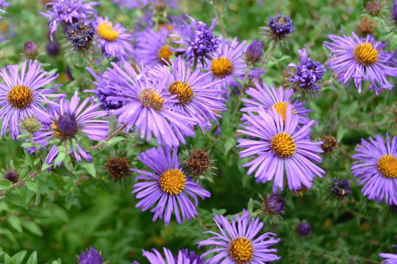 purple New England asters