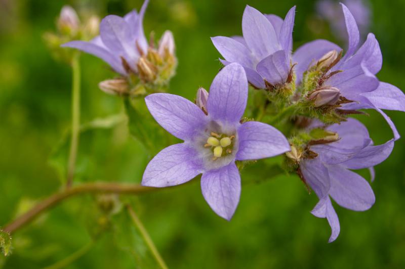 A cluster of light purple bell-shaped flowers blooms at the tip of a thin curved stem.