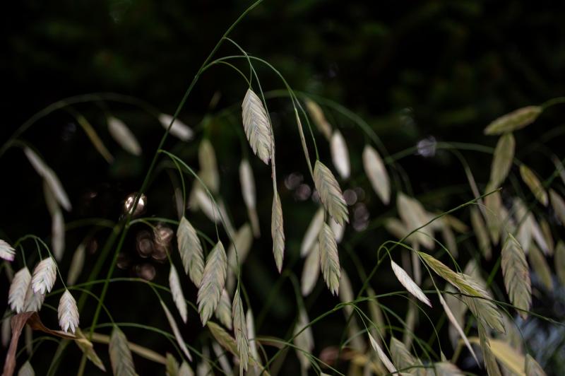 Panicles of dangling, braid-like flowers